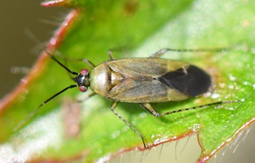 Plagiognathus arbustorum